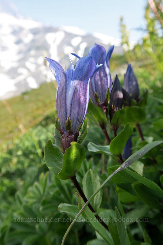 explorer's gentian (Gentiana calycosa) [Glacier Vista Trail, Mount Rainier National Park, Pierce County, Washington]