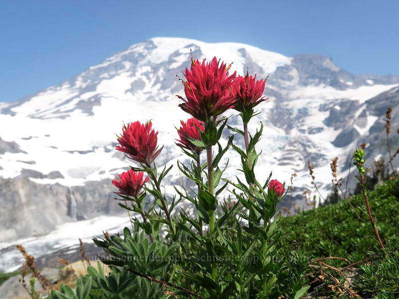 magenta paintbrush (Castilleja parviflora var. oreopola) [Glacier Vista Trail, Mount Rainier National Park, Pierce County, Washington]