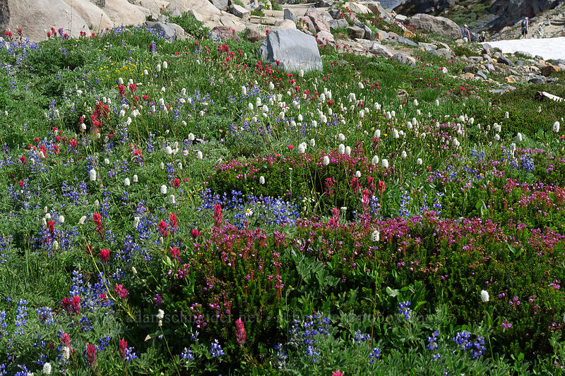 wildflowers [Skyline Trail, Mount Rainier National Park, Pierce County, Washington]