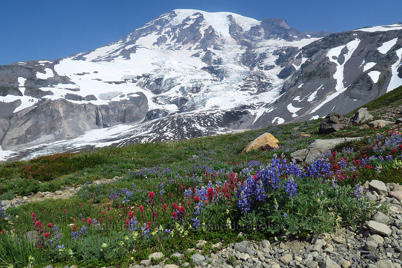 wildflowers [Skyline Trail, Mount Rainier National Park, Pierce County, Washington]
