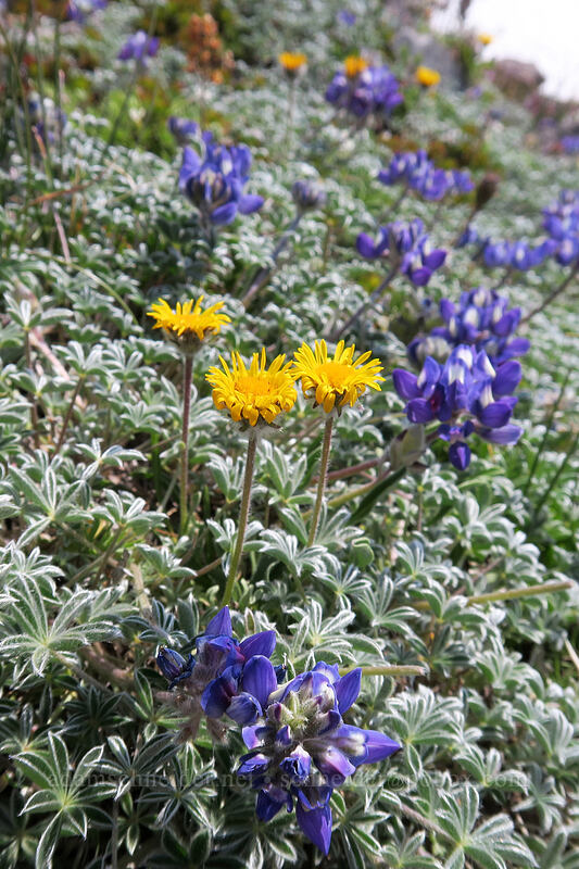golden fleabane & dwarf lupine (Erigeron aureus, Lupinus lepidus var. lobbii) [Pebble Creek Trail, Mount Rainier National Park, Pierce County, Washington]