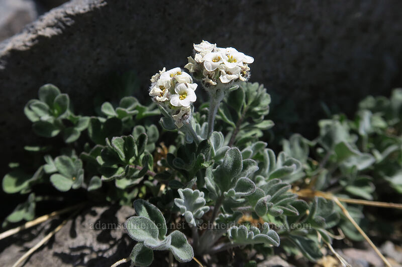 short-fruit smelowskia (Smelowskia ovalis) [above Paradise, Mount Rainier National Park, Pierce County, Washington]