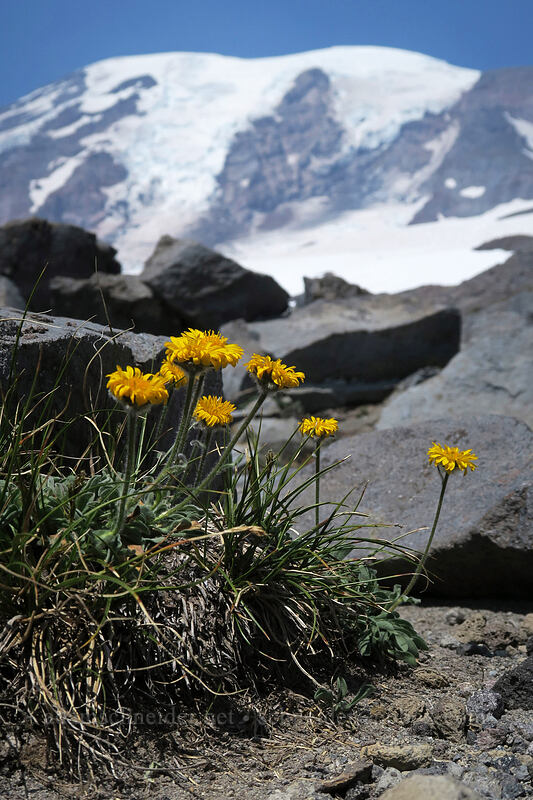 golden fleabane (Erigeron aureus) [above Paradise, Mount Rainier National Park, Pierce County, Washington]