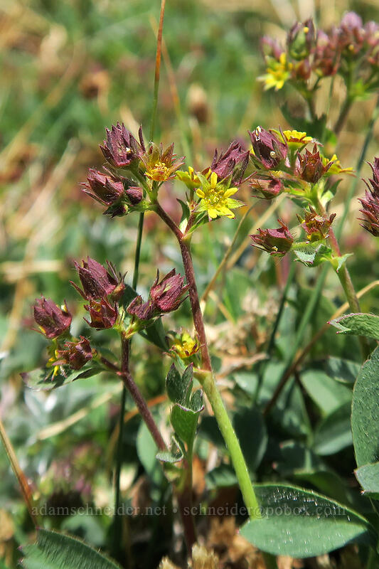 creeping sibbaldia (Sibbaldia procumbens) [above Paradise, Mount Rainier National Park, Pierce County, Washington]