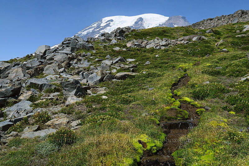 alpine meadow [above Paradise, Mount Rainier National Park, Pierce County, Washington]