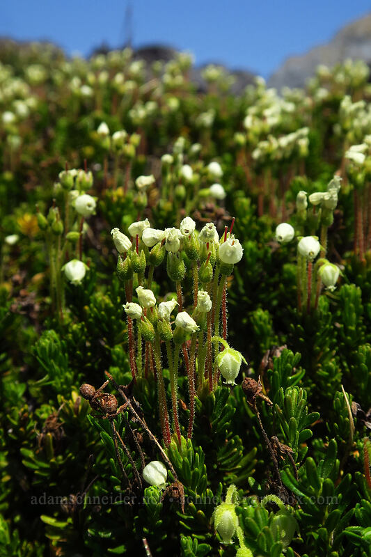 yellow mountain heather (Phyllodoce glanduliflora) [above Paradise, Mount Rainier National Park, Pierce County, Washington]