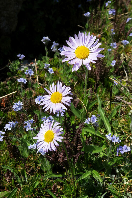 subalpine fleabane & alpine speedwell (Erigeron glacialis var. glacialis, Veronica wormskjoldii) [above Paradise, Mount Rainier National Park, Pierce County, Washington]