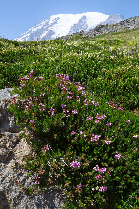 pink mountain heather & partridgefoot (Phyllodoce empetriformis, Luetkea pectinata) [above Paradise, Mount Rainier National Park, Pierce County, Washington]
