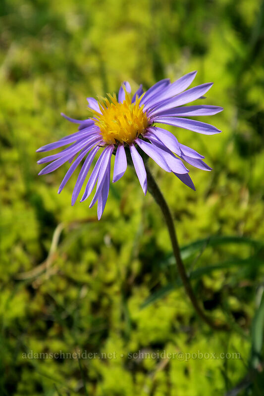 tundra aster (Oreostemma alpigenum var. alpigenum (Aster alpigenus)) [above Paradise, Mount Rainier National Park, Pierce County, Washington]