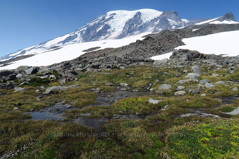 alpine springs [above Paradise, Mount Rainier National Park, Pierce County, Washington]