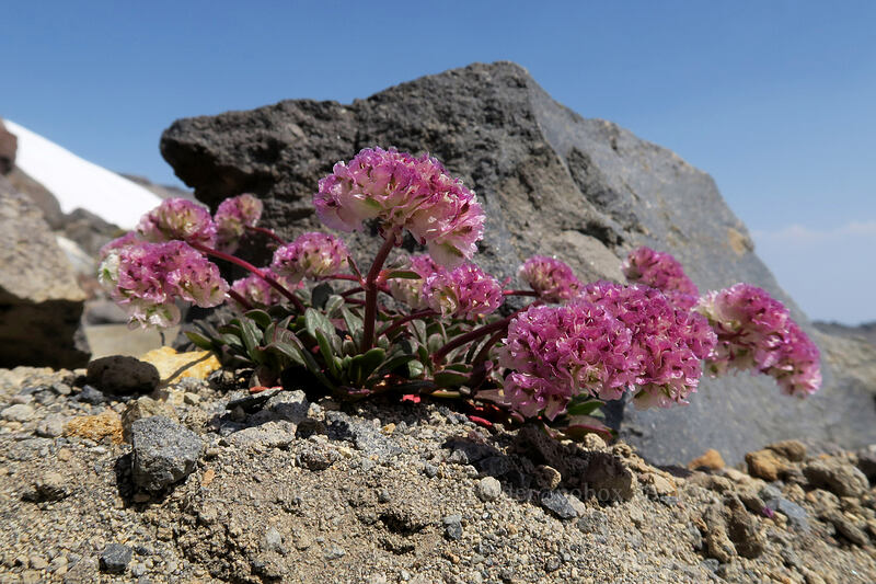 pussy-paws (Calyptridium umbellatum (Cistanthe umbellata)) [above Paradise, Mount Rainier National Park, Pierce County, Washington]
