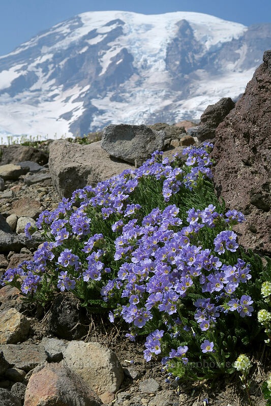 elegant Jacob's ladder (Polemonium elegans) [above Paradise, Mount Rainier National Park, Pierce County, Washington]