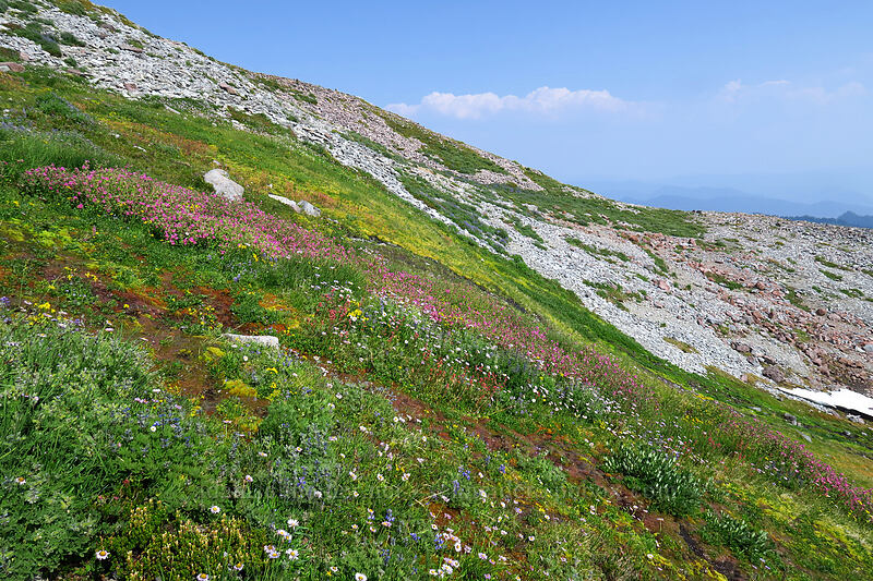 wildflowers [Skyline Trail, Mount Rainier National Park, Pierce County, Washington]