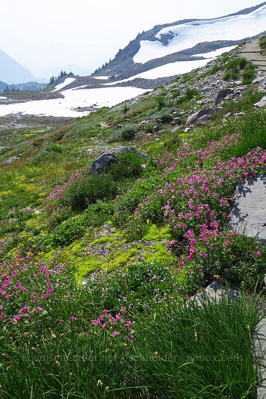 wildflowers [Skyline Trail, Mount Rainier National Park, Pierce County, Washington]