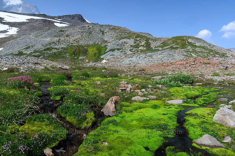 subalpine springs & widlflowers [Skyline Trail, Mount Rainier National Park, Pierce County, Washington]