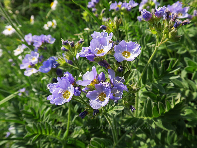 California Jacob's ladder (Polemonium californicum) [Skyline Trail, Mount Rainier National Park, Pierce County, Washington]