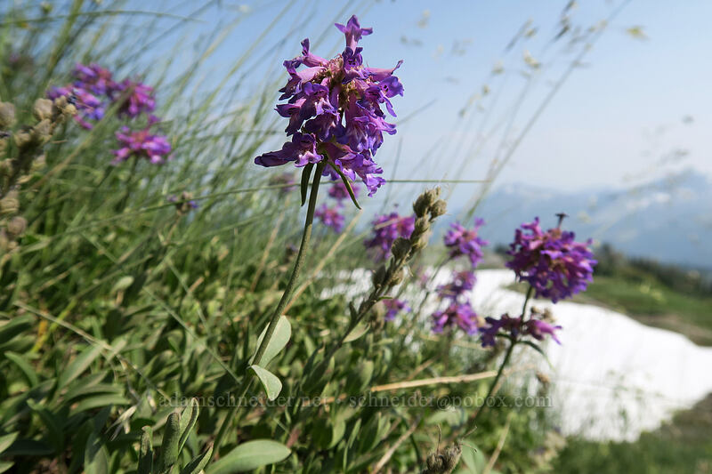 small-flowered penstemon (Penstemon procerus) [Skyline Trail, Mount Rainier National Park, Pierce County, Washington]