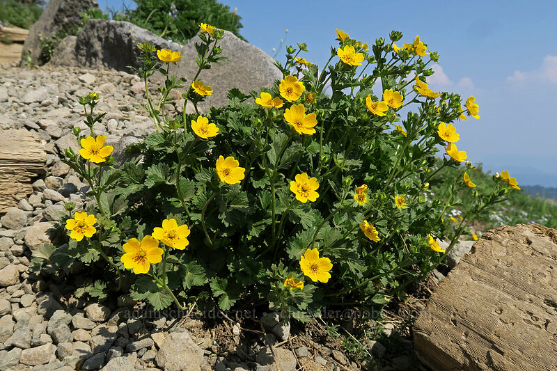 fan-leaf cinquefoil (Potentilla flabellifolia) [Skyline Trail, Mount Rainier National Park, Pierce County, Washington]