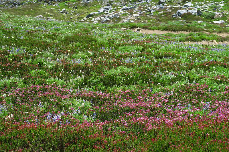 wildflowers [Golden Gate Trail, Mount Rainier National Park, Pierce County, Washington]