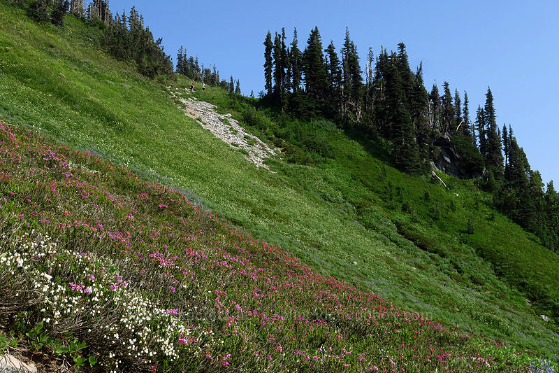 wildflowers [Golden Gate Trail, Mount Rainier National Park, Pierce County, Washington]
