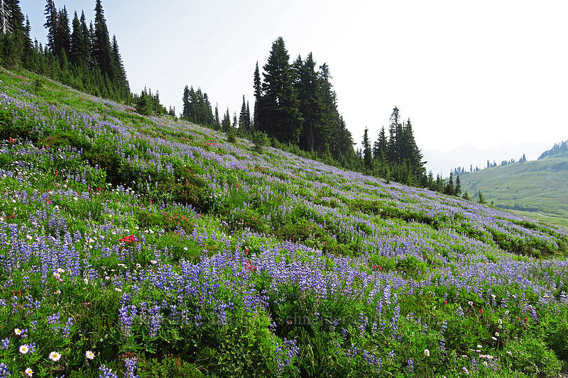 wildflowers [Golden Gate Trail, Mount Rainier National Park, Pierce County, Washington]