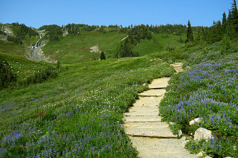 wildflowers [Golden Gate Trail, Mount Rainier National Park, Pierce County, Washington]