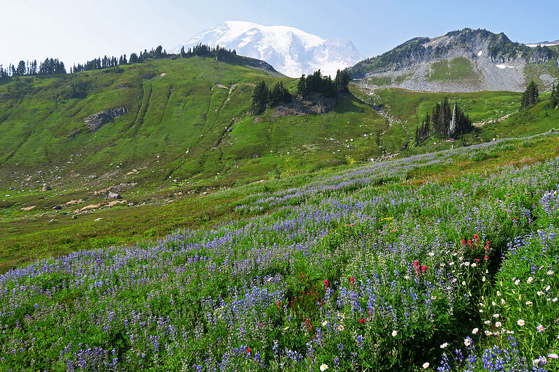wildflowers [Golden Gate Trail, Mount Rainier National Park, Pierce County, Washington]
