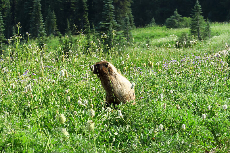 hoary marmot (Marmota caligata) [Golden Gate Trail, Mount Rainier National Park, Pierce County, Washington]