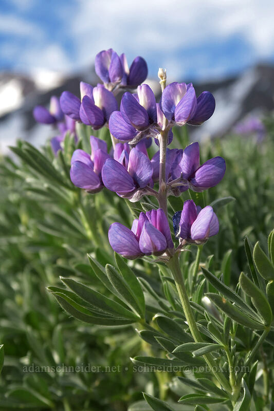 satin lupines (Lupinus obtusilobus) [South Gate Trailhead, Shasta-Trinity National Forest, Siskiyou County, California]