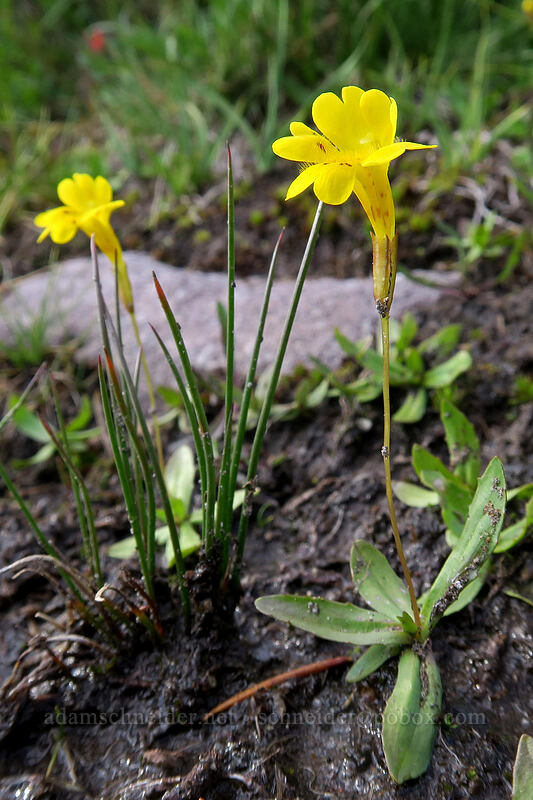 primrose monkeyflower (Erythranthe primuloides (Mimulus primuloides)) [Panther Meadow, Shasta-Trinity National Forest, Siskiyou County, California]