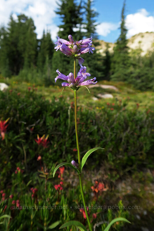 Shasta penstemon (Penstemon heterodoxus var. shastensis) [Panther Meadow, Shasta-Trinity National Forest, Siskiyou County, California]