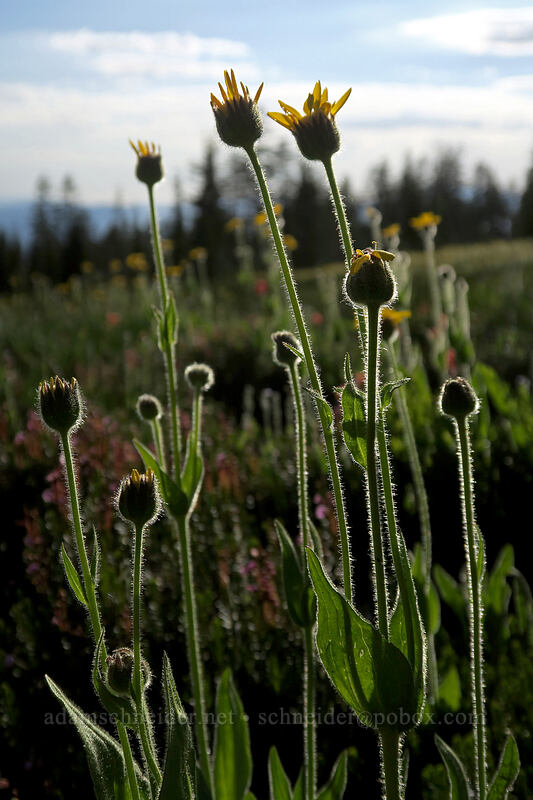 hairy arnica, backlit (Arnica mollis) [Panther Meadow, Shasta-Trinity National Forest, Siskiyou County, California]