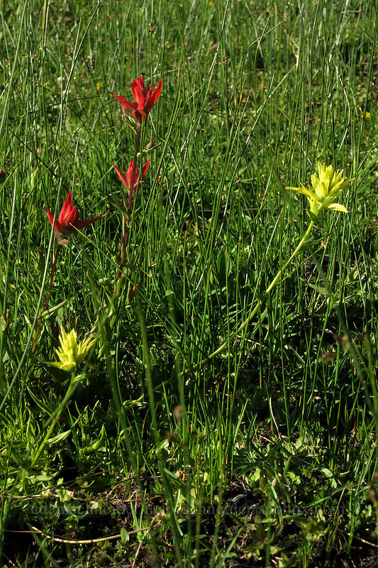 yellow paintbrush (Castilleja miniata) [Panther Meadow, Shasta-Trinity National Forest, Siskiyou County, California]