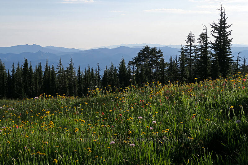 meadow full of hairy arnica (Arnica mollis) [Panther Meadow, Shasta-Trinity National Forest, Siskiyou County, California]