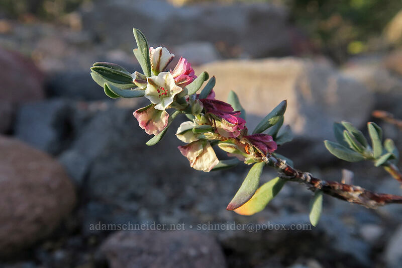 Shasta knotweed (Polygonum shastense) [Panther Meadow, Shasta-Trinity National Forest, Siskiyou County, California]