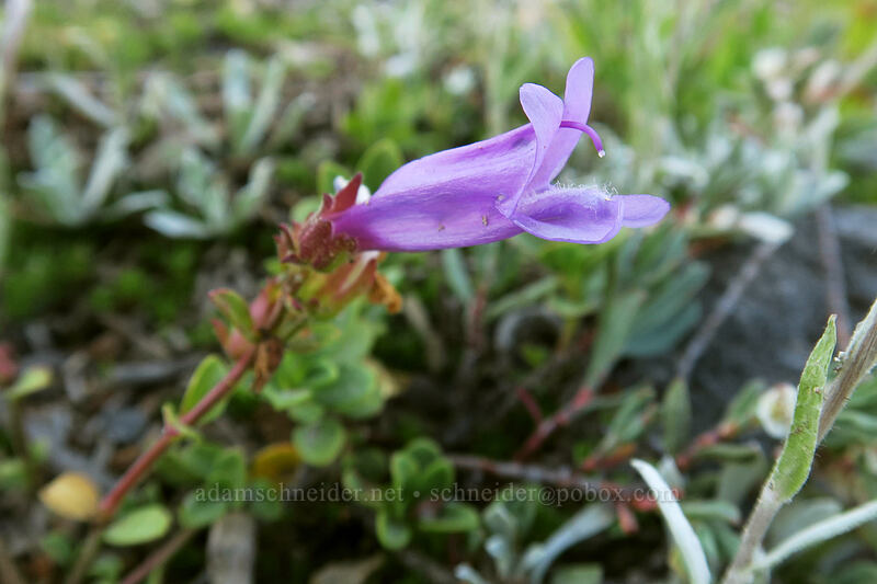 Davidson's penstemon (Penstemon davidsonii) [Panther Meadow, Shasta-Trinity National Forest, Siskiyou County, California]