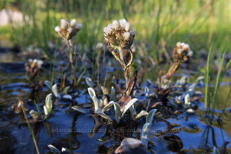 alpine pussy-toes (Antennaria media) [Panther Meadow, Shasta-Trinity National Forest, Siskiyou County, California]