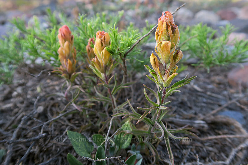cobwebby paintbrush (Castilleja arachnoidea) [Panther Meadow, Shasta-Trinity National Forest, Siskiyou County, California]