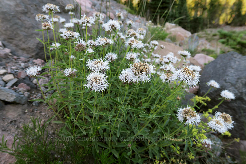 coyote mint (Monardella odoratissima ssp. pallida) [Panther Meadow, Shasta-Trinity National Forest, Siskiyou County, California]