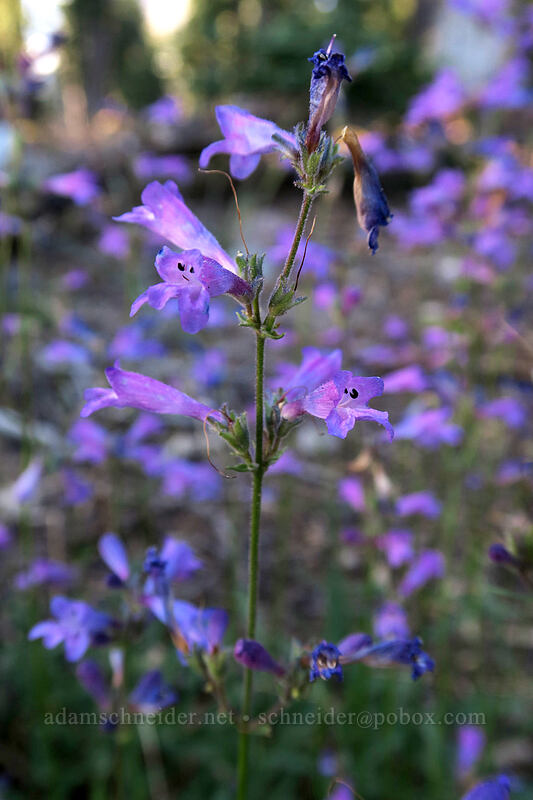 slender penstemon (Penstemon gracilentus) [Panther Meadow, Shasta-Trinity National Forest, Siskiyou County, California]