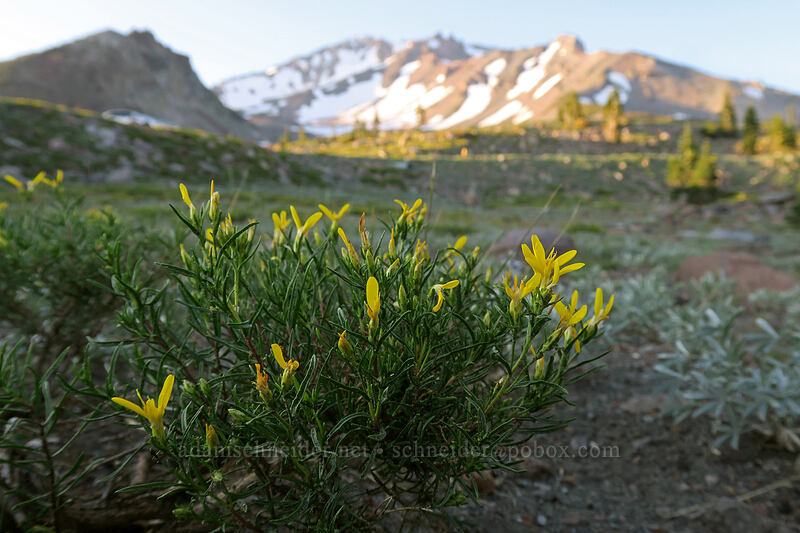 Bloomer's rabbitbrush (Ericameria bloomeri (Haplopappus bloomeri)) [Panther Meadow, Shasta-Trinity National Forest, Siskiyou County, California]