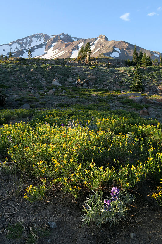 Bloomer's rabbitbrush (and a lupine) (Ericameria bloomeri (Haplopappus bloomeri), Lupinus sp.) [Panther Meadow, Shasta-Trinity National Forest, Siskiyou County, California]