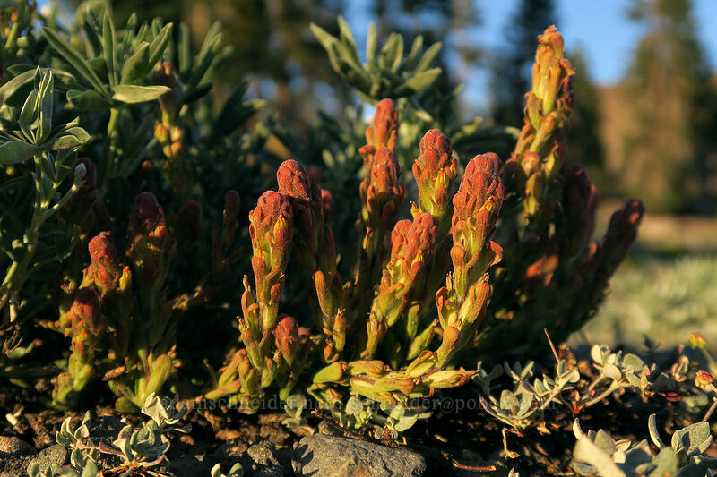 cobwebby paintbrush (Castilleja arachnoidea) [Panther Meadow, Shasta-Trinity National Forest, Siskiyou County, California]