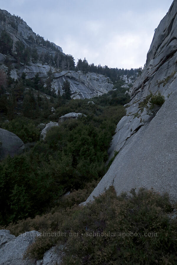 brush & cliffs [Mt. Whitney Mountaineer's Route, John Muir Wilderness, Inyo County, California]