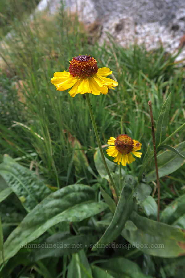 Bigelow's sneezeweed (Helenium bigelovii) [Mt. Whitney Mountaineer's Route, John Muir Wilderness, Inyo County, California]