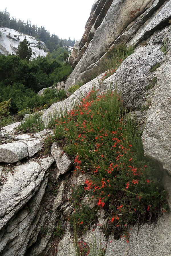 beaked penstemon (Penstemon rostriflorus) [Mt. Whitney Mountaineer's Route, John Muir Wilderness, Inyo County, California]