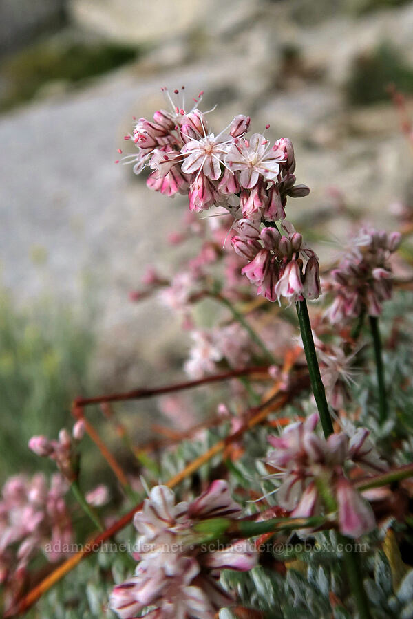 Wright's buckwheat (bastard-sage) (Eriogonum wrightii) [Mt. Whitney Mountaineer's Route, John Muir Wilderness, Inyo County, California]