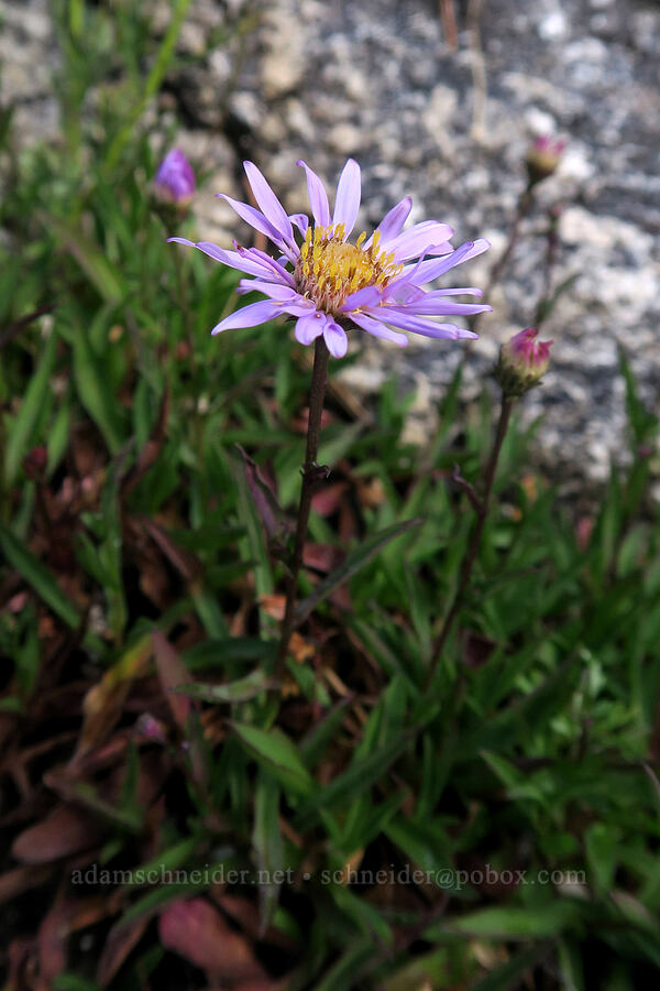 tundra asters (Oreostemma alpigenum var. andersonii (Aster alpigenus)) [Mt. Whitney Mountaineer's Route, John Muir Wilderness, Inyo County, California]