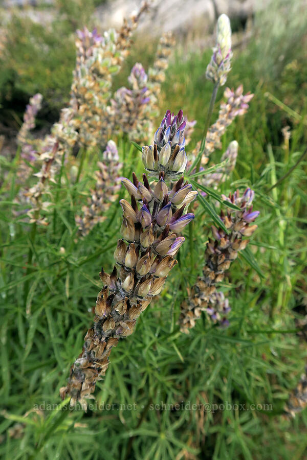 Inyo meadow lupine (Lupinus pratensis) [Mt. Whitney Mountaineer's Route, John Muir Wilderness, Inyo County, California]