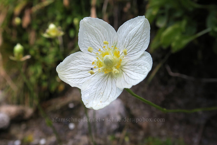 California grass-of-Parnassus (Parnassia palustris (Parnassia californica)) [Mt. Whitney Mountaineer's Route, John Muir Wilderness, Inyo County, California]